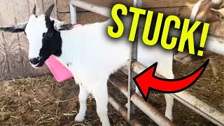 Goats just love getting stuck!