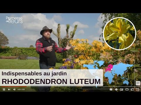 Vidéo: Rhododendron Luteum - Comment faire pousser des plantes d'azalée de chèvrefeuille