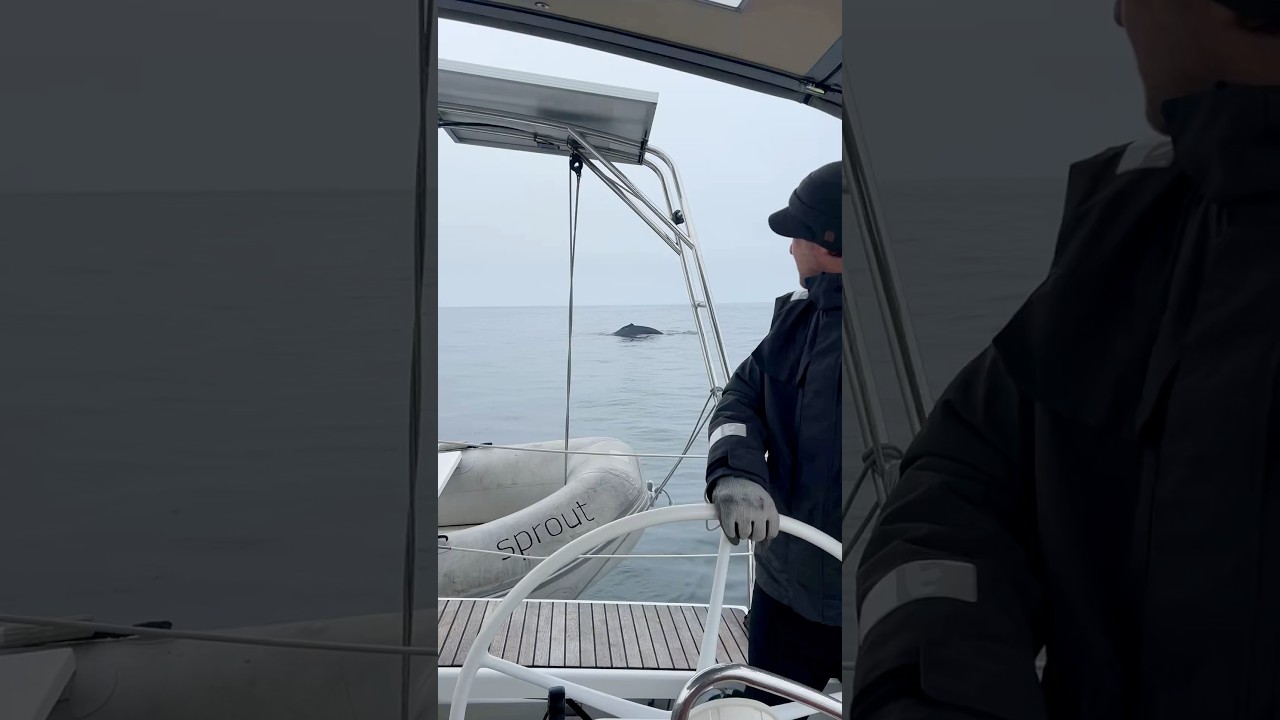 Surrounded by Humpbacks While Becalmed