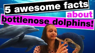 5 Awesome Facts about the Bottlenose Dolphin! 🍼👃🐬 #NationalDolphinDay