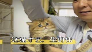 这猫才艺坐的住