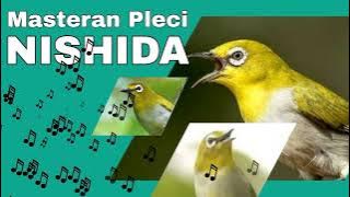 🔴Masteran PLECI NISHIDA full tembak