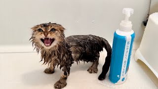 お漏らしをしてしまい罰として強制的に丸洗いされる子猫
