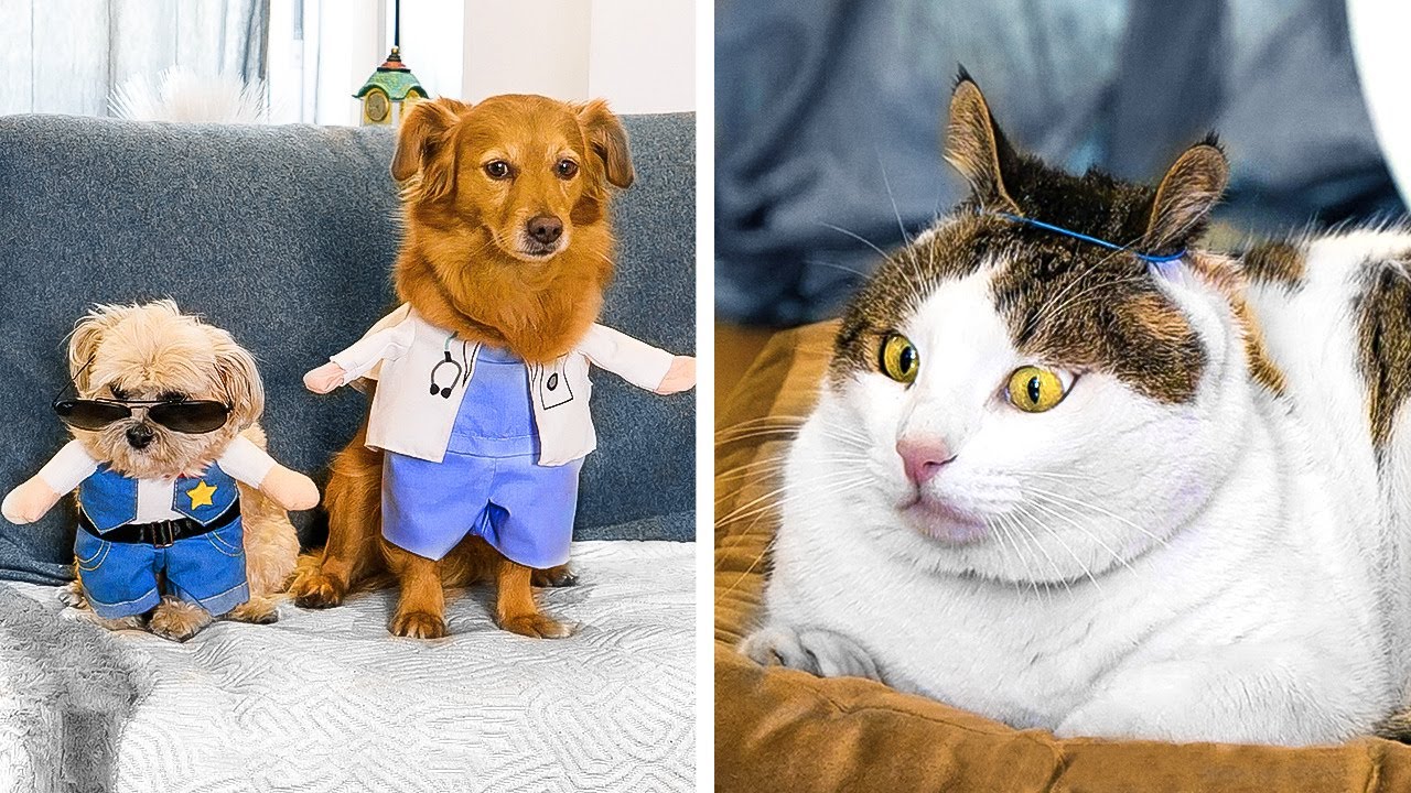 ?? Cute Cats and Dogs Will Make Your Day! PET Owner Should See These Tricks