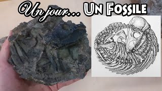 Un jour... Un fossile: jour 14, les cynodontes enroulés