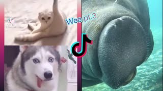 Wee Meme TikTok Compilation pt.3 2021 (Try not to laugh) | me voy a matar wii by Cat Purrfections 38,179 views 3 years ago 1 minute, 57 seconds