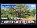 How to find 'Isaac Newton's Apple Tree' in DC