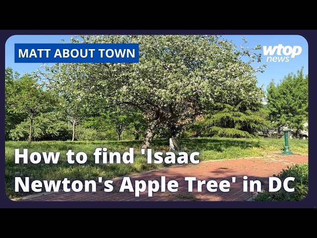 How to find 'Isaac Newton's Apple Tree' in DC - YouTube