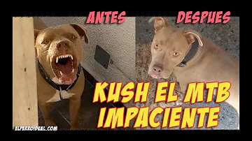 ¿Cómo consigo que mi pitbull se calme?