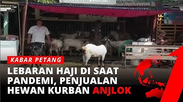 Penjualan Hewan Kurban Menurun 50%, Jual-beli Hewan Qurban Online | Kabar Petang tvOne