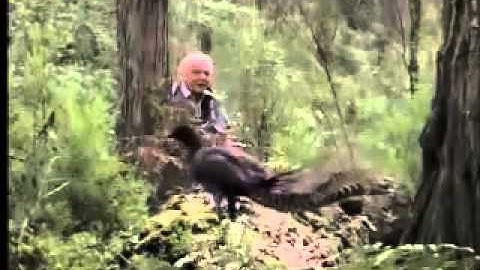 The Lyrebird with David Attenborough
