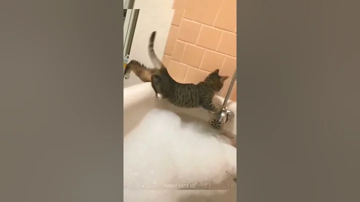 Video 4732201: cat bathtub fails, cat falls