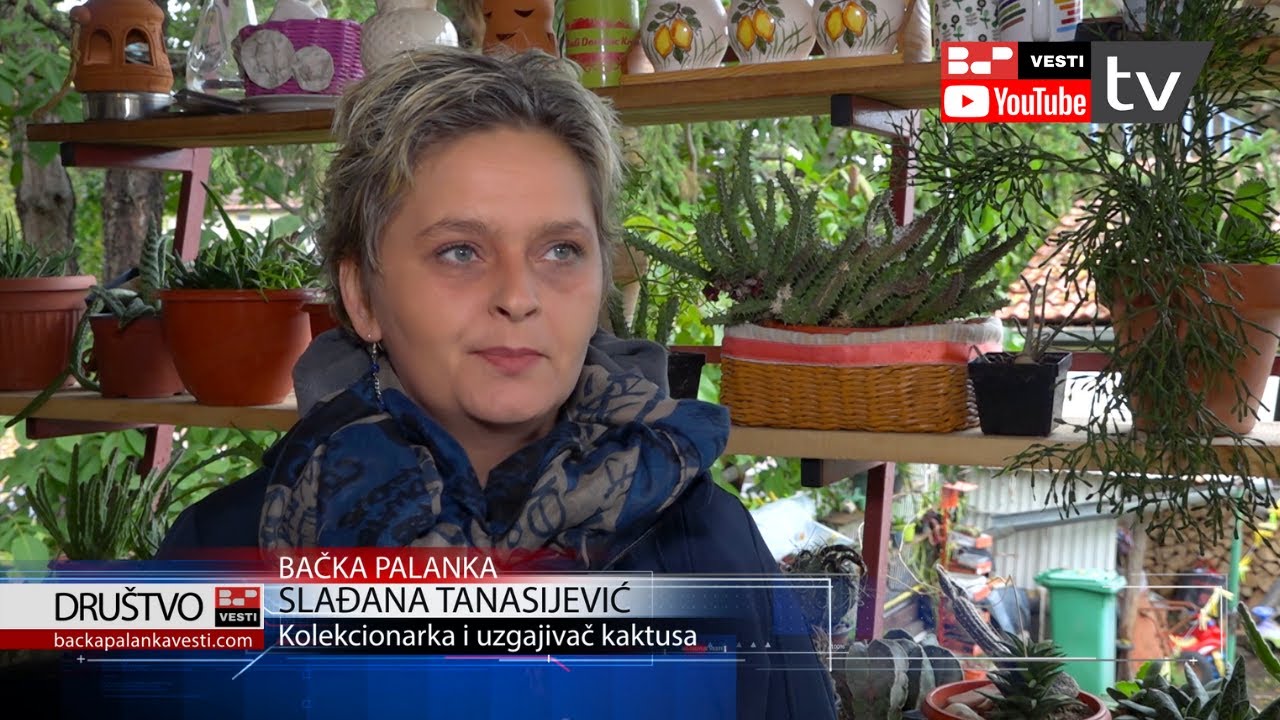 Ljubav prema kaktusima Slađane Tanasijević