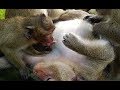 Big Baby monkey cry cry to get more milk from mom monkey but mom monkey not agree