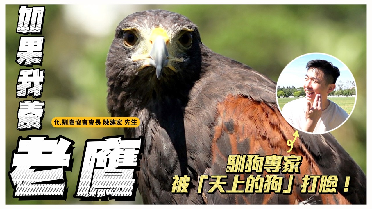 視力人類X倍?外表兇實則像狗?上手難度超低?跟熊爸一起遛老鷹!ft.紀念訓鷹協會會長 陳建宏 先生|熊爸估狗 縮圖