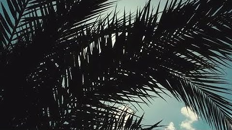 Palm Leaves Stock Video