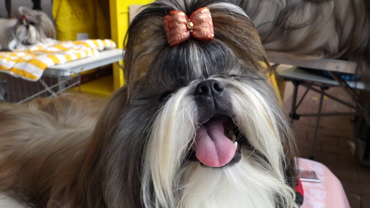 Чудесные собаки Шит-цу. Wonderful dogs Shih Tzu.