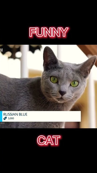 KUCING DENGAN HARGA FANTASTIS #part4 RUSSIAN BLUE
