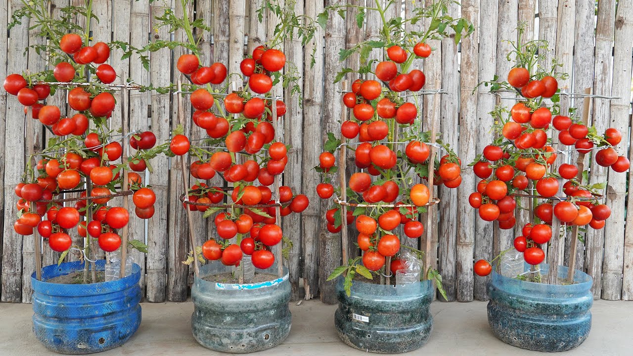 Выращивайте помидоры в пластиковых бутылках дома — здоровые домашние овощи! Легко своими руками!