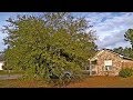 Overgrown Oak Tree Trimming W/Handtools | Another Avoidable Mistake