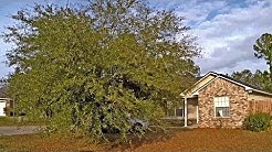 Overgrown Oak Tree Trimming W/Handtools | Another Avoidable Mistake