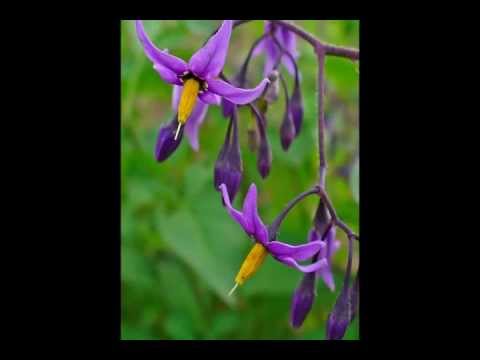 Vídeo: Solanum dulcamara és comestible?