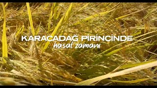 Karacadağ'ın eteğinde volkanik arazide pirinç hasadı