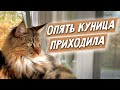 Коты и куница. Мейн-куны развлекаются!