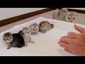 The kitten's reaction when I clapped my hands to call it was just too cute!