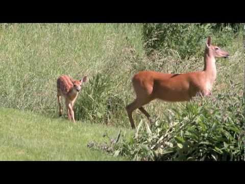 Elk Song Ranch | Oregon Ranch for Sale - YouTube