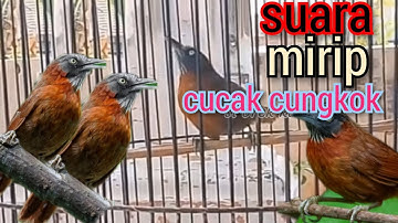 tepus kepala abu abu gacor ngerol panjang masteran cucak ijo/cendet/muray batu