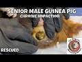 Rescued Male Senior with Chronic Guinea Pig Pocket Impaction. Boar Cleaning Footage and Info.