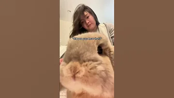 Don T Mess With This Rabbit Rabbits Rabbit Bunny Pet Pets Funny Us 