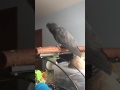 This Parrot Perfectly Mimics Google Sound