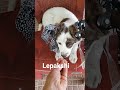 Lepakshi Is So Cute Syteet Dog Lovers