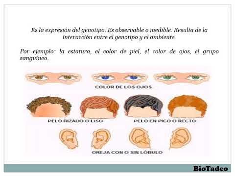 GENÉTICA CONCEPTOS BÁSICOS