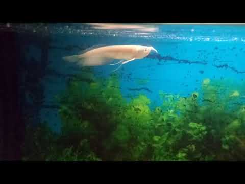 арована серебрянная альбинос