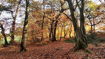 Scotland Forest 2021 - ZIM