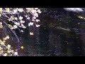 SAKURA NAGASHI 桜流し - 宇多田ヒカル (Quiet Version) - (Sam Yung ft. YABISI)