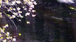 Video thumbnail of "SAKURA NAGASHI 桜流し - 宇多田ヒカル (Quiet Version) - (Sam Yung ft. YABISI)"