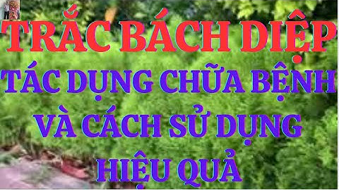 Cây Trắc Bách Diệp: Tác Dụng Với Sức Khỏe Và Cách Sử Dụng Hiệu Quả Nhất