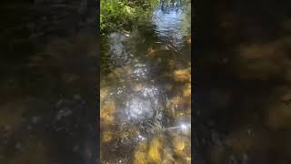 Cibbets Flat Camp Ground