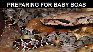 Getting Ready For Baby Boa Births
