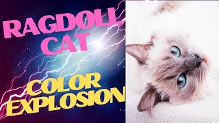 RAGDOLL CAT COLOURS EXPLAINED 😍 ❤ with ai art and photos #ai #cat