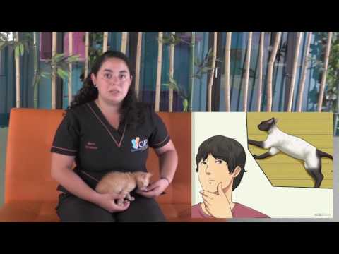 Video: Infección Micótica Del Tracto Urinario Inferior En Gatos