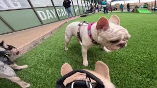 Gronk’s 3rd Frenchie Meetup POV EP #6 GoPro