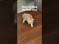 STOP SCROLLING cat time