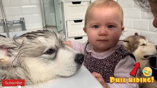 Giant Alaskan Malamute Puppy's First Bath! Baby Helps To Wash Him! (SO CUTE!!!)