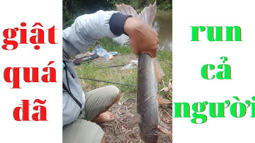 Câu cá tra sông dính cá khủng run tay luôn - dòng cát quê tôi