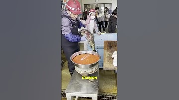 Artificial breeding of salmon at a hatchery 😨